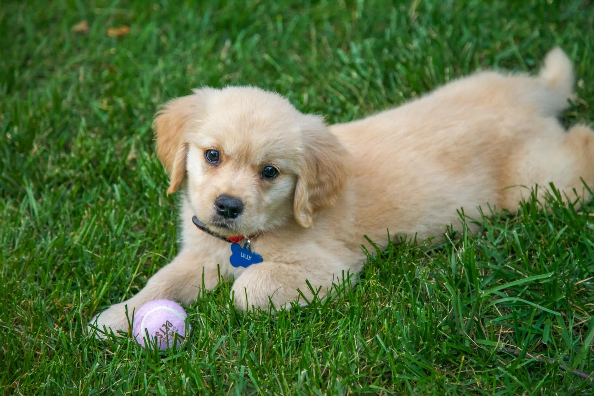 Calgary Dog Parks Galore: Pet-Friendly City Living